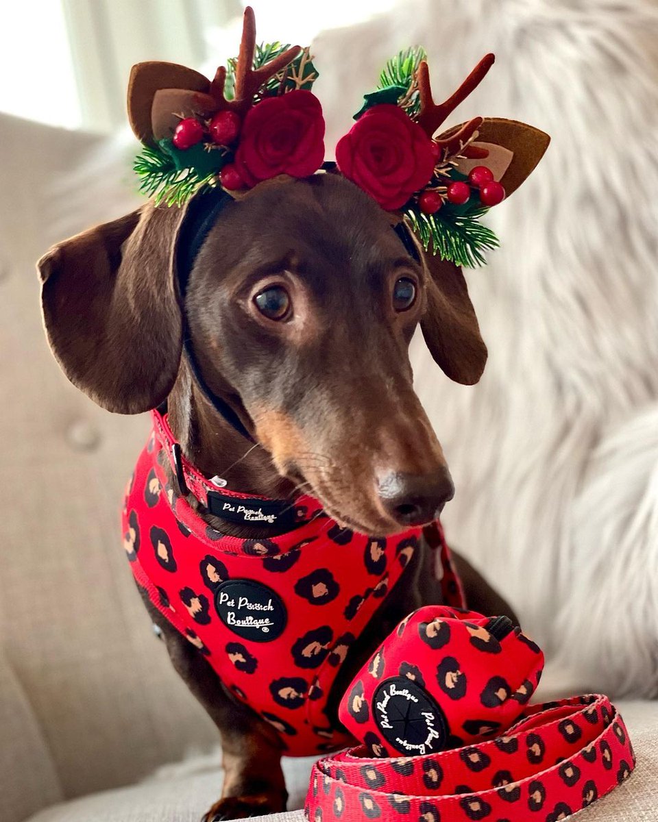 Love the red leopard!!❤️🖤🐾 

#petpooch #petpoochbrandmodel #petpoochboutique #petpoochstyle #delicateandwild #christmas #xmasiscoming #antler #dachshund #dachshunds #dachshundsofinstagram #dachshundpuppy #doxiegram #minidachshund #dachshund_feature #featuremydach #sausagedog