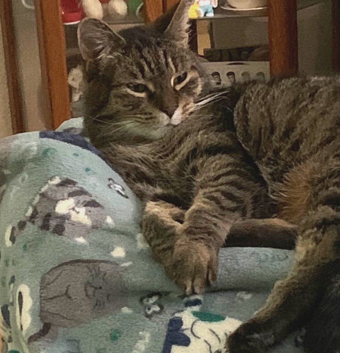 bonbonsandbooks's tweet photo. Tiggs is sleeping 💤 #catnap (no collaboration unless it’s with @cats_of_instagram) !
.
.
.
.
.
 #Relaxing 💞  #instacute ☀️ #familytime❤️ #instagood #myhobbies 💕 #bonbonsandbooks #catsgram  #wintertime #michigancheck #catsofinstagram #michiganphotographer #michiganders https://t.co/Cs6MbbMiSP