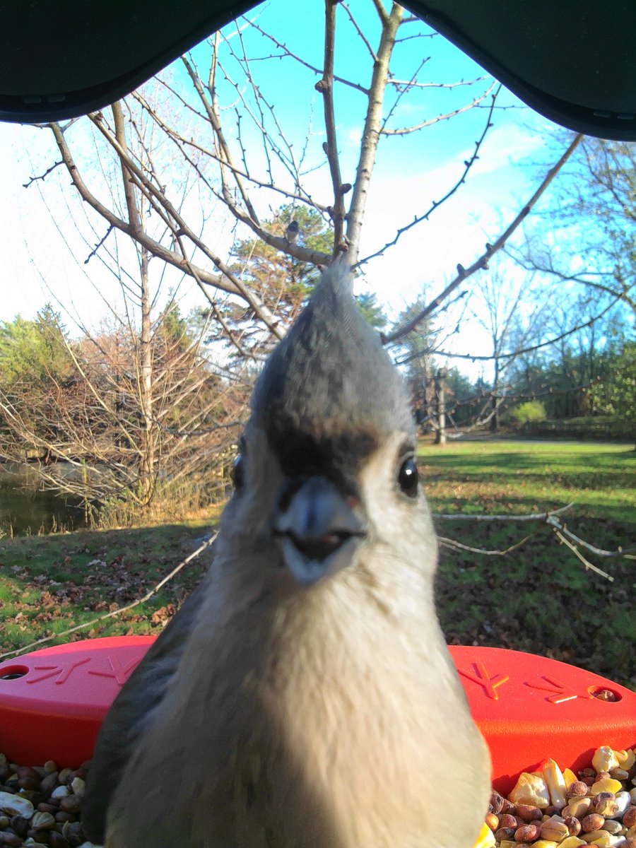Julia got me this great bird feeder that takes pictures and identifies birds! I’ve been loving it. This little one says hello! Their first tweet 😂 (it’s a tufted titmouse)
