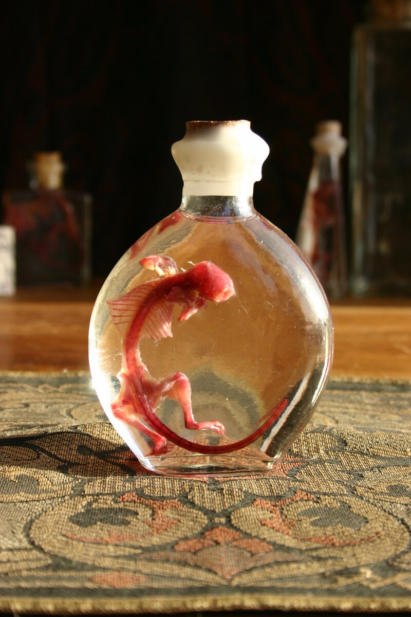 animalsamples's tweet photo. this diaphonized took me a long time to complete. complicated.
#mouse #art #deadart #darkart #artist #biology #reborn #resin #diaphonized #diaphonization #odd #weird #unique #oddities #curiosities #reptiles #pink #dye #deadthing #deadstuff #dead #horror #specimen #wetspecimen https://t.co/3Frk7WMqep