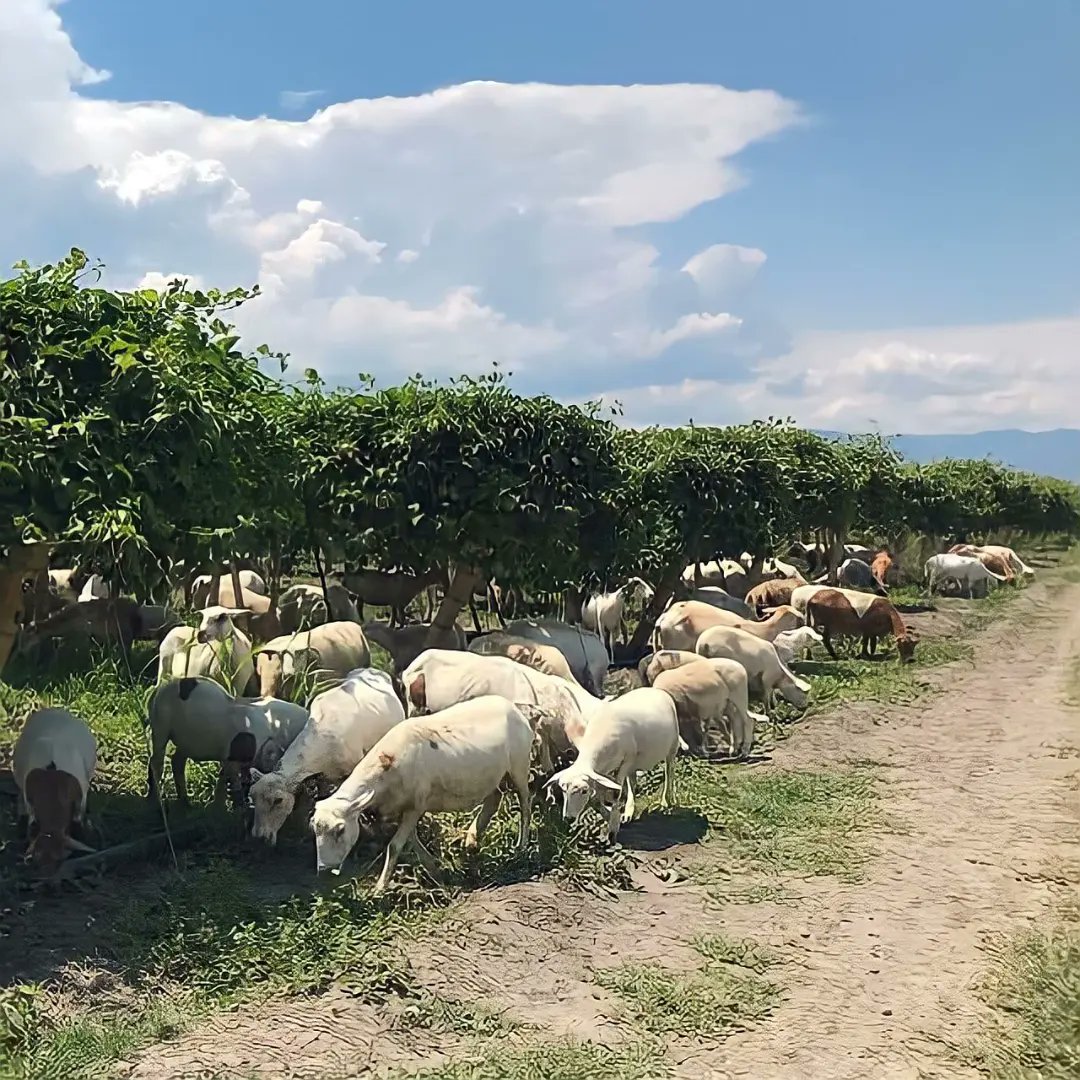 agrotendencia's tweet photo. Control de malezas con ovejas 🐑🐏 en cultivo de maracuya 🌿🌳
¿Qué les parece esta asociación? Compartida por @pasionagropecuaria desde Colombia
#Colombia #AgroRed #pecuaria #agro #agropecuaria #cultivosasociados https://t.co/FGWIpSCRl8