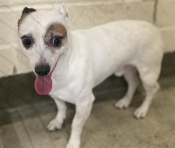 Hey there! My name is Rambo and I am an unaltered male, white and tricolor M… petharbor.com/pet.asp?uaid=L…