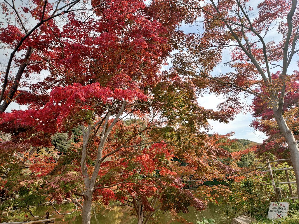 sunmethod's tweet photo. 神戸マラソンの疲労はまだ抜けず。
今朝は近くの公園を軽くのんびりジョグ。
#朝ラン #疲労抜きジョグ #鴨 #鷺 https://t.co/mdhJ8fYjXB