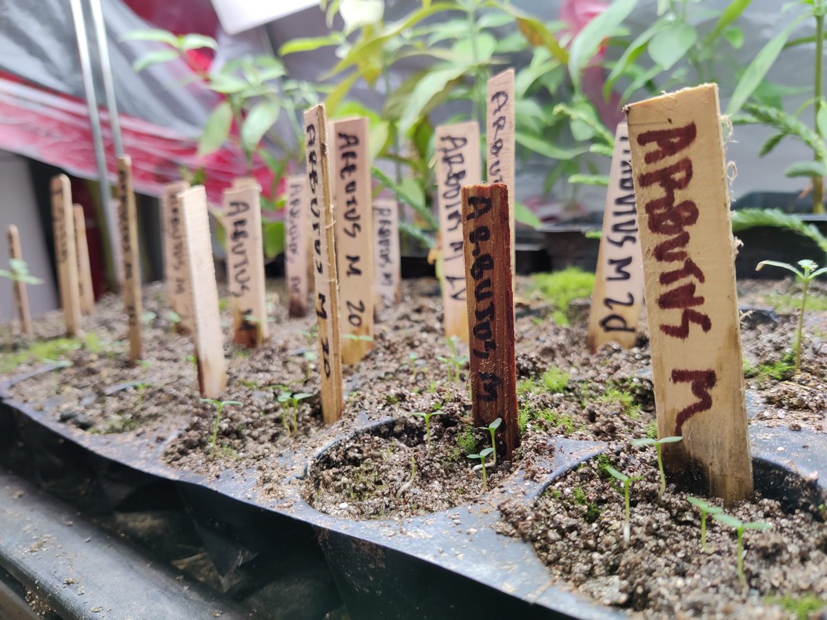 ubcMUFL's tweet photo. Sterling Eyford visited the backyard arbutus growing operation of arborist and @mufl alum @senechal.
https://t.co/28Vz1uOSSm https://t.co/UPNuExKjKf