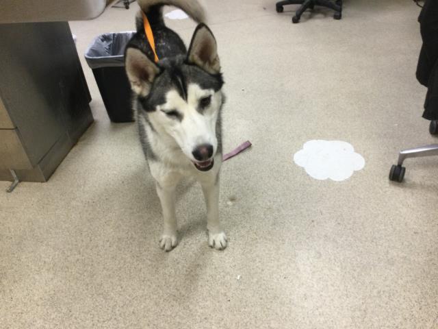 Hey! I am a spayed female, 52.30 lbs, black and white Siberian Husky. … petharbor.com/pet.asp?uaid=R…