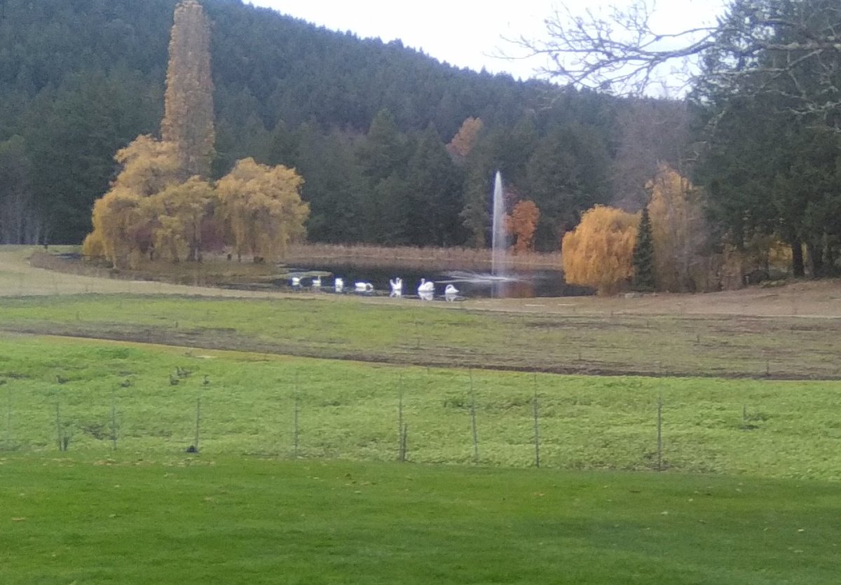 yyjObserver's tweet photo. Swans, Maids; Pears awaiting partridge. Christmas Prep. @butchartgardens #yyj. https://t.co/DPHAasxZ9o