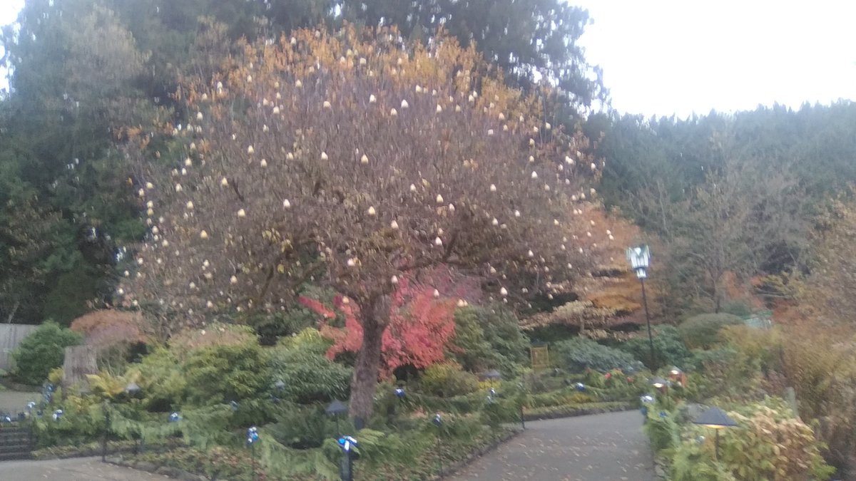 yyjObserver's tweet photo. Swans, Maids; Pears awaiting partridge. Christmas Prep. @butchartgardens #yyj. https://t.co/DPHAasxZ9o