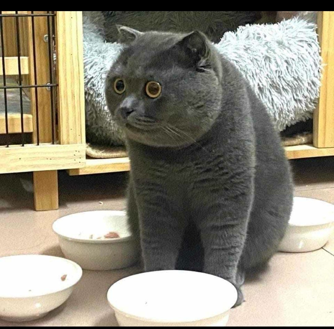 $pooky Verse | Wakanda Forever 👻 tweet media