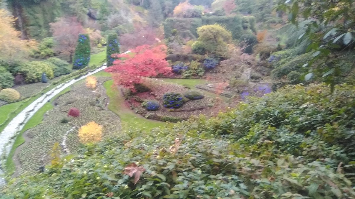yyjObserver's tweet photo. Sunken gardens. Christmas Prep. @butchartgardens #yyj. https://t.co/lHGk8ZXScQ