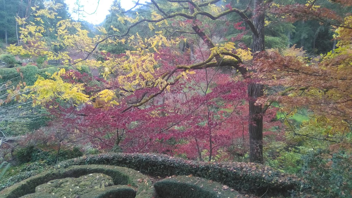 yyjObserver's tweet photo. Christmas colours. @butchartgardens #yyj. https://t.co/oFDLDTjbs6
