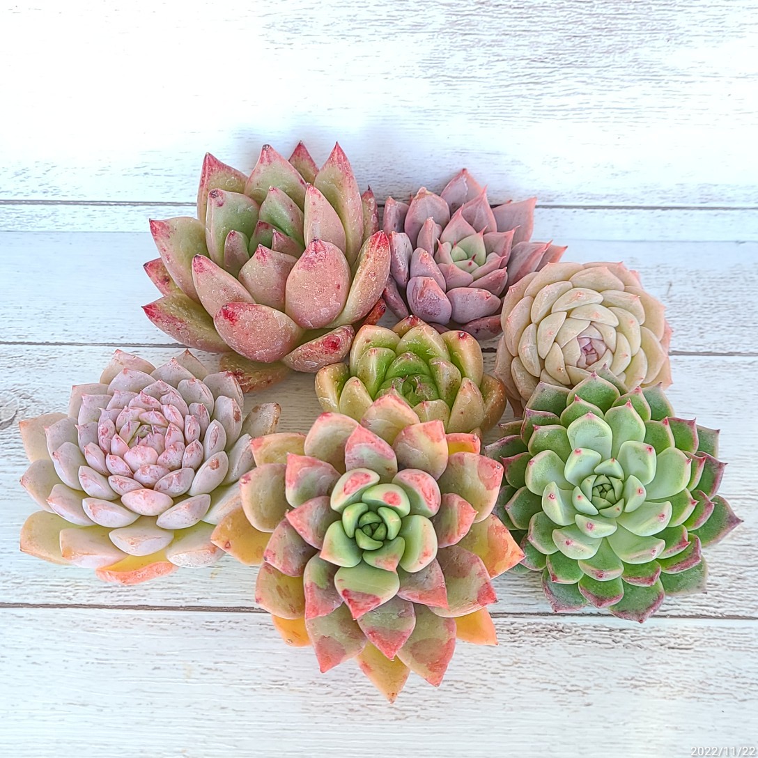 30%OFF SALE セール ひらひら美苗♡ ファイヤーフラワー チャンヒー