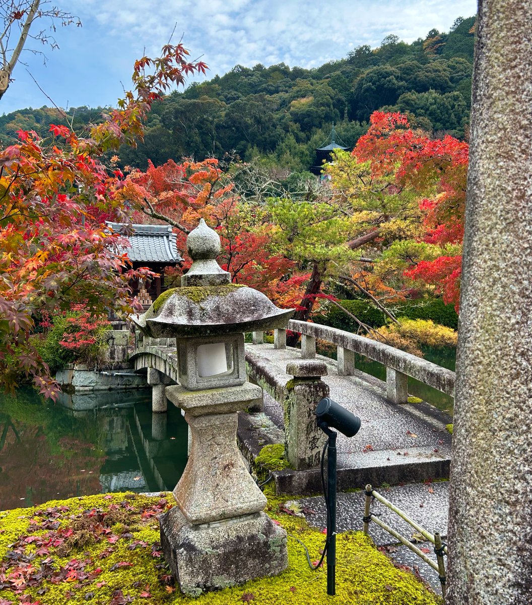 「毎年紅葉見に京都に通ってる競馬先生に連れてきてもらってる永観堂すごい人出もすごい」|もりのイラスト