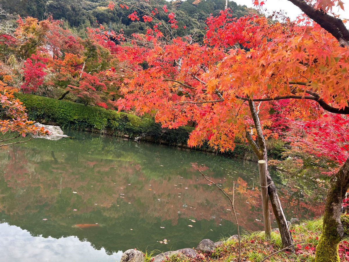 「毎年紅葉見に京都に通ってる競馬先生に連れてきてもらってる永観堂すごい人出もすごい」|もりのイラスト