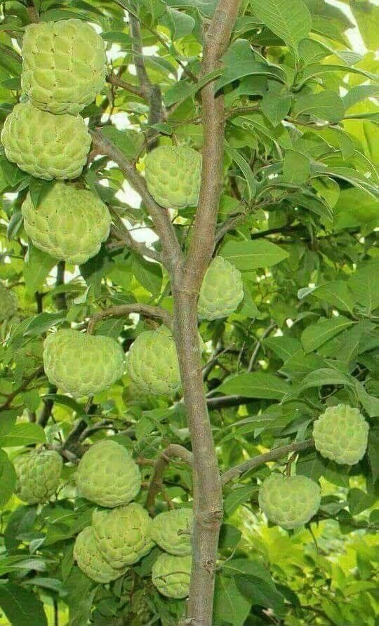 Custard apple is a subtropical deciduous woody shrub that has branches that spread irregularly and can reach 8 metres high under favorable conditions. The fruit is lumpy skinned with a soft sweet pulp that is rich in carbohydrates, vitamin A and C
#TuesdayMotivaton  #tuesdayvibe