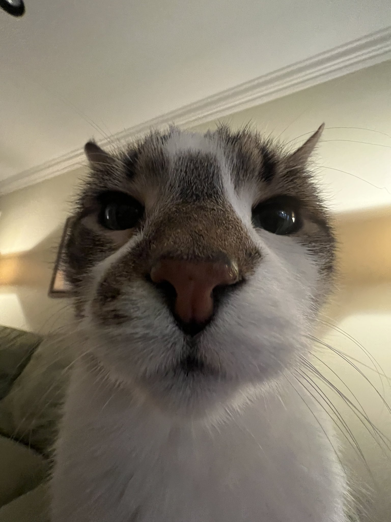 hehe-i-hah-the-fc-on-twitter-guys-why-does-my-cat-keep-looking-at