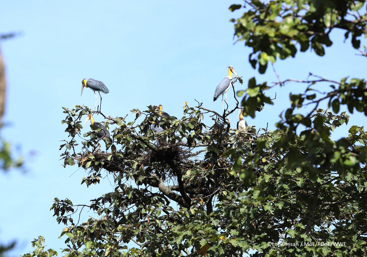 WWFCambodia's tweet photo. Breaking: The number of #LesserAdjutant nests in #Mekong Flooded Forests has more than doubled,  biodiversity monitoring team of the Ministry of Env. &amp; WWF reported yesterday. With a total of 48 nests, it's a high record of the bird's nests in the past four years in the area. https://t.co/JiKLtBkidn