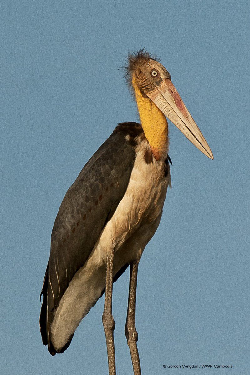 WWFCambodia's tweet photo. Breaking: The number of #LesserAdjutant nests in #Mekong Flooded Forests has more than doubled,  biodiversity monitoring team of the Ministry of Env. &amp; WWF reported yesterday. With a total of 48 nests, it's a high record of the bird's nests in the past four years in the area. https://t.co/JiKLtBkidn