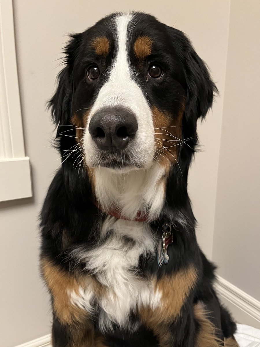 LittleDenene's tweet photo. She claims she’s not ready for bed.
#dogsoftwitter
#bedtimeforme https://t.co/KCBWax6LtY