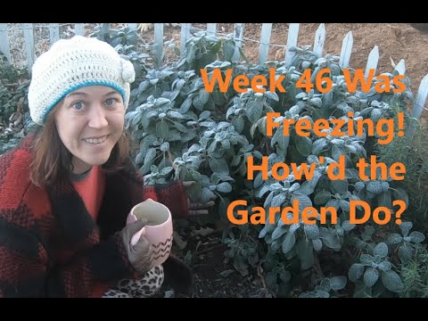 Weekly  Update Episode 46 Freezing Cold and ...
 
#Chickens #GardenPlans #Gardening #MicroHomestead #Organic
 
allforgardening.com/317648/weekly-…