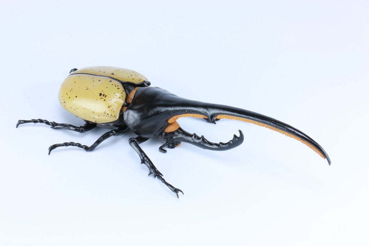 フジミ模型 公式 V Twitter 1月新製品 ヘラクレスオオカブト 試作品を塗装しました 今にも動きそうなくらいにリアルです フジミ模型 ヘラクレスオオカブト T Co 8uotyyrwpf Twitter