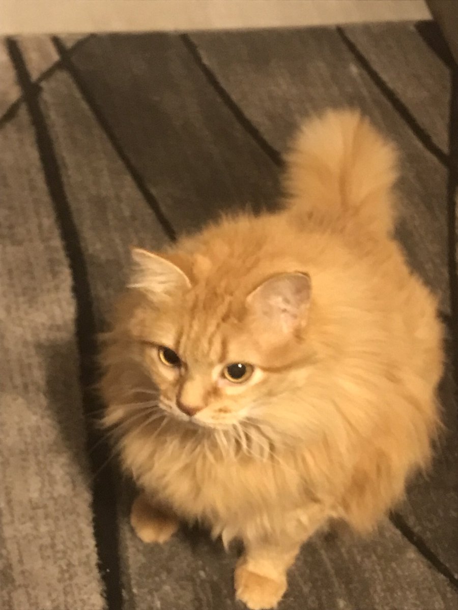Mykalsquad1's tweet photo. @ImNotFinnLive he’s contemplating https://t.co/2dNEPeixEt