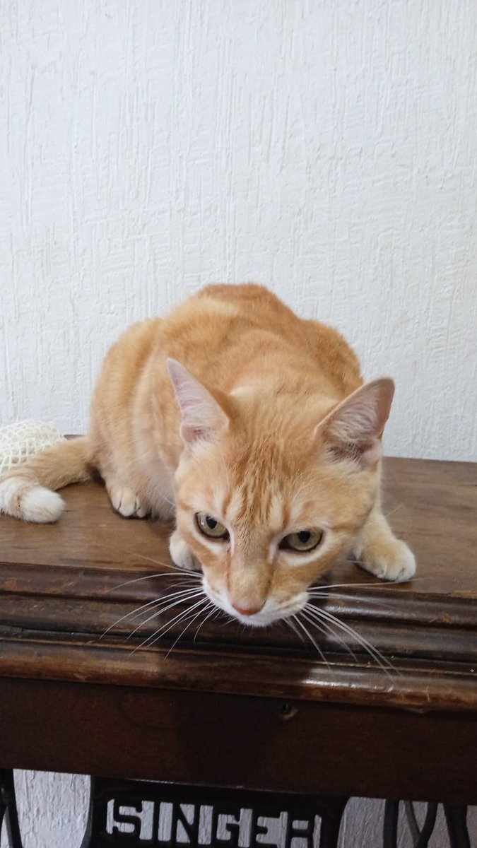 changoleon_0's tweet photo. Cat 😆 https://t.co/kHYjZ8XNj1