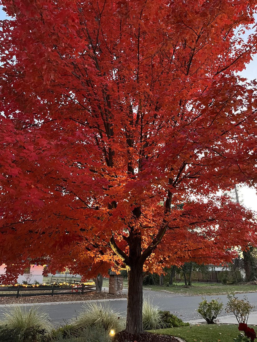 cincondos's tweet photo. @jon_zal Beautiful tree! Here is one in return, from my front yard https://t.co/9YYAePGtZp