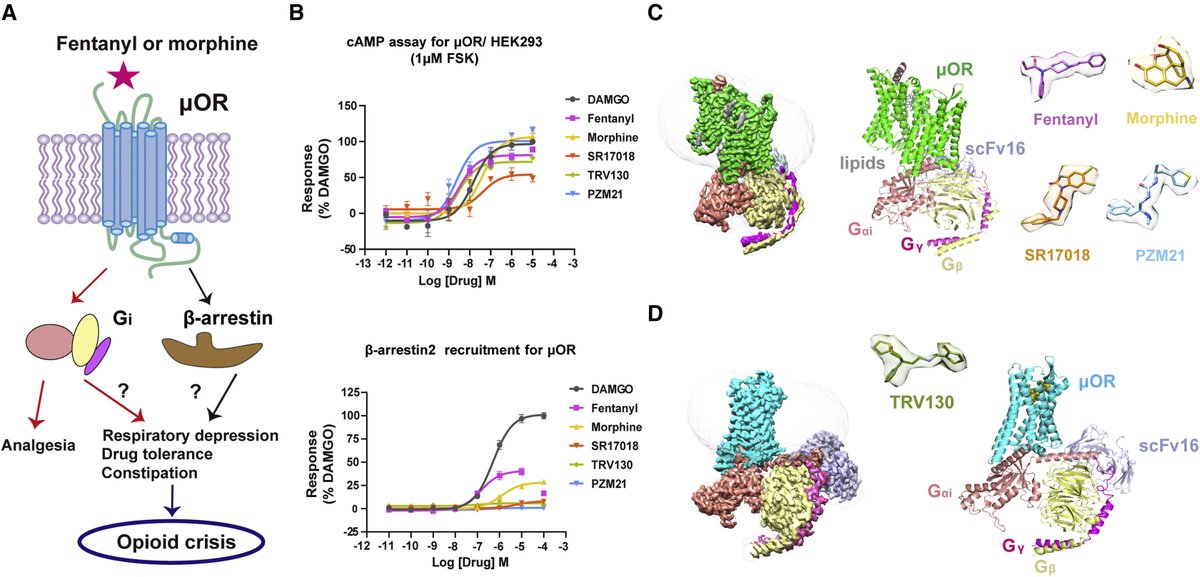 MedChemExpress's tweet photo. #Cell: #µOR #Morphine and #Fentanyl are opioid drugs that confer analgesia through both #G protein and arrestin signaling pathways of #µOR. They form dual interactions with both #TM3 and #TM6/7 regions.
#DAMGO and #PZM21 are purchased from #MedChemExpress. https://t.co/dvCIdgpTeS
