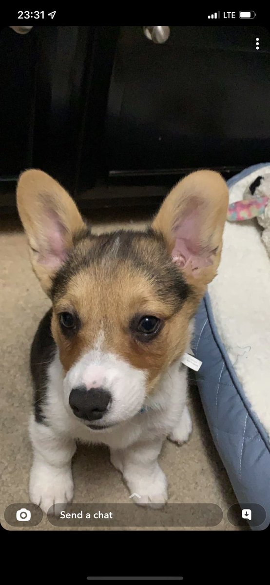 I love this little guy so much 🥹🥹🤍
