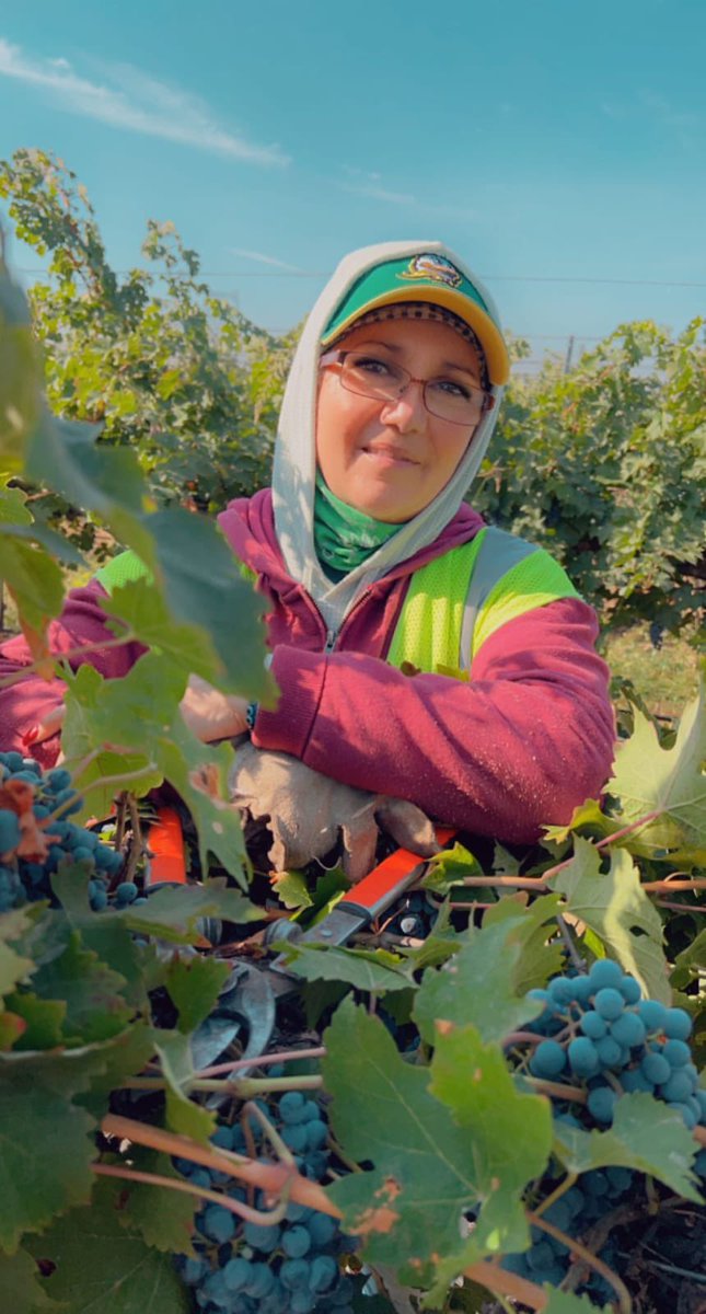 Yolanda picks wine grapes in Sunnyside WA. As a proud UFW member under union contract at Chateau @SteMichelle she enjoys 16 paid holidays, health insurance and a pension plan in addition to yearly increases. Si Se Puede! #WeFeedYou