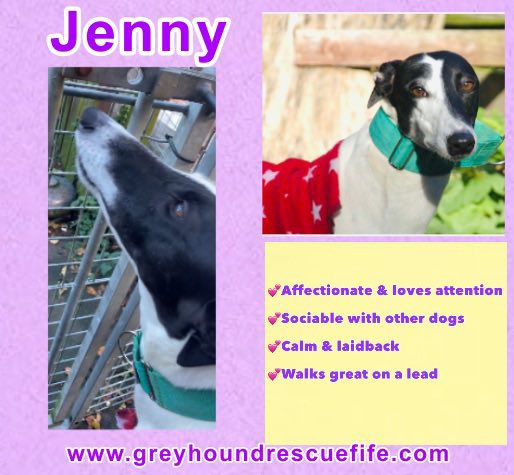 Jenny is 3, she is white with blk markings. She is laid back/
mellow & can be strong on a lead to start but calms down. Friendly with fellow hounds & loves ppl. She would love to curl up on a sofa in a #FureverHome 
More info call Celia:07826 244765 #AdoptDontShop #Moohound https://t.co/0RCpig9Qxs