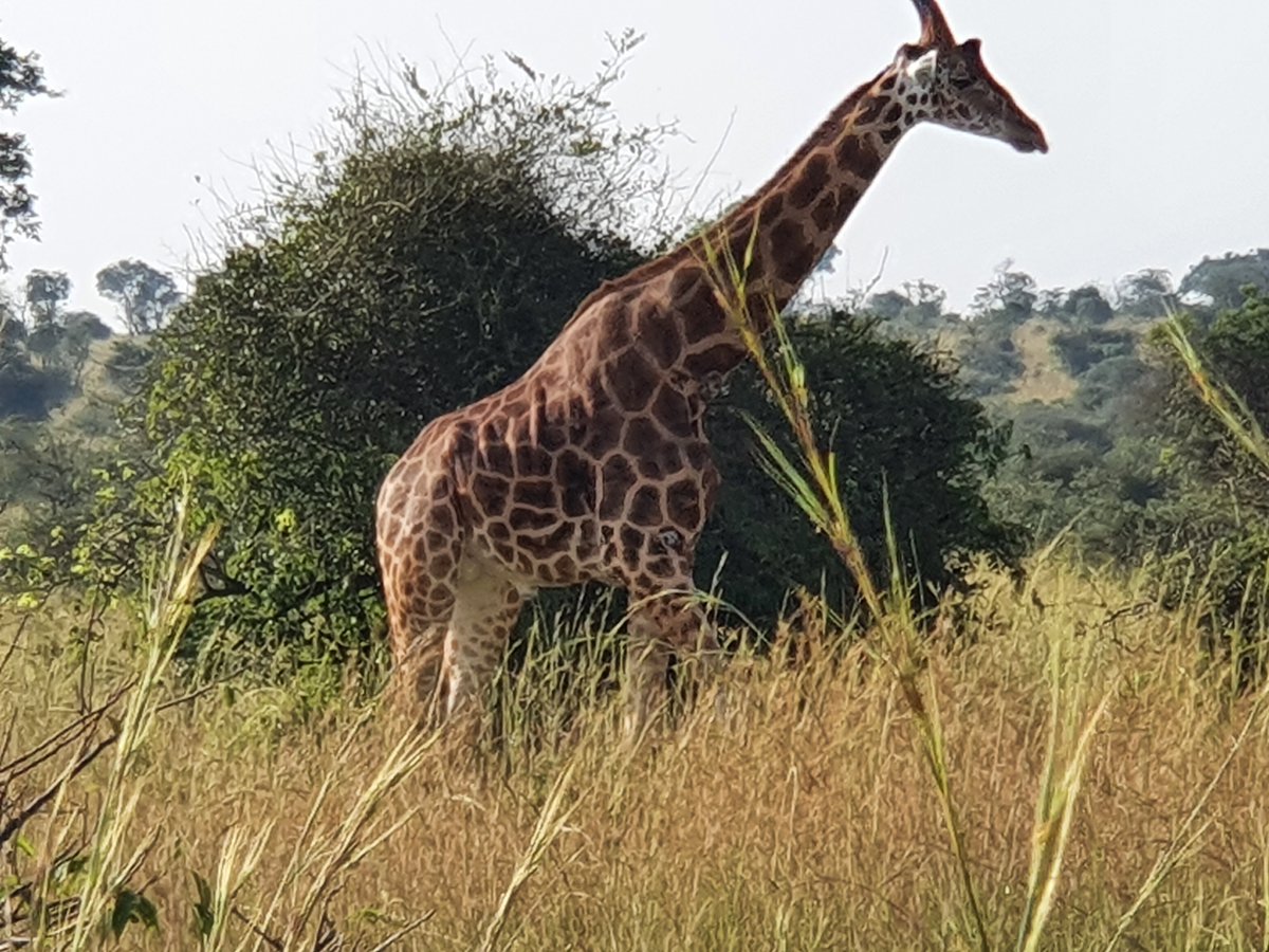feliztrip_ug's tweet photo. I want to look at humans, where are you?
#Travel
#Uganda https://t.co/4ygbf8u0h2