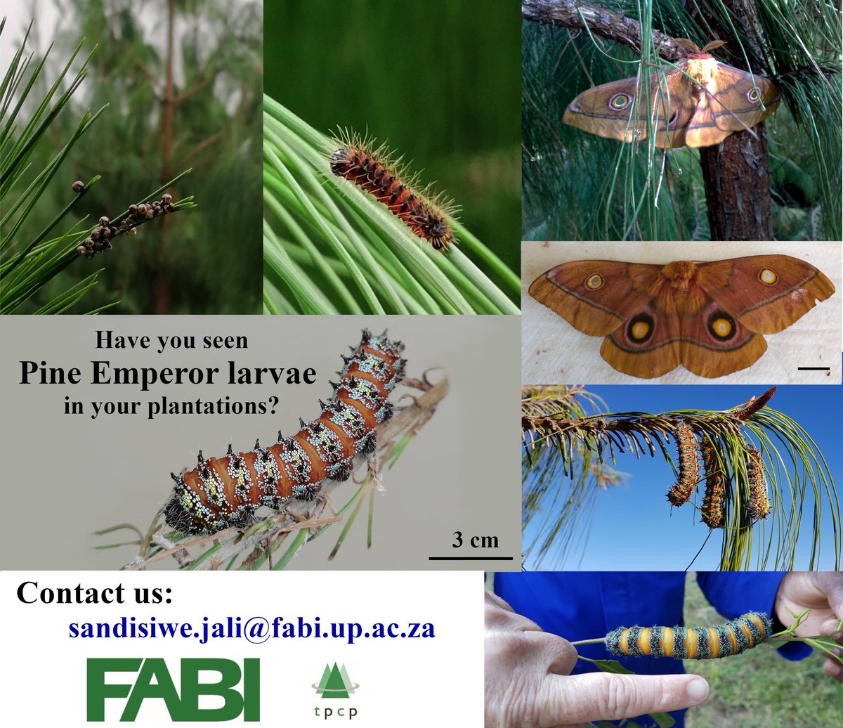 Fabiteam1's tweet image. FABI is looking for a Pine plantation pest for research: the Pine Emperor moth larva. The larvae look like mopanie worms, but have distinctly different colors and occur in or around Pine plantations. If you have seen these larvae, please contact us using the details below.