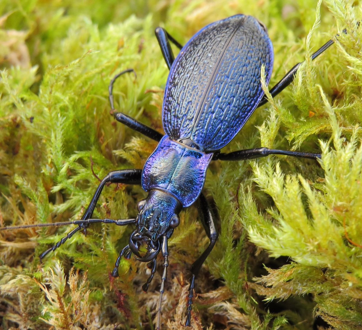 💥New populations of rare beetle discovered on #Dartmoor💥

We're excited to share that two new populations of one of Britian’s rarest beetles have been discovered in #Devon.

Find out more 👇
buglife.org.uk/news/new-popul… 

#Beetle #ConservationOptimism #Cornwall #NewDiscoveries