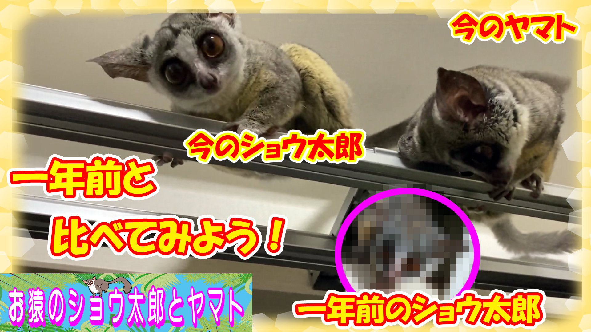 Tweets With Replies By ショウガラゴのショウ太郎とヤマト Syoutaro Galago Twitter