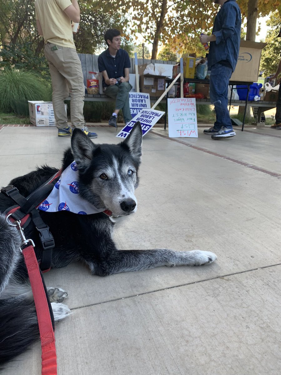 <a href="/beccasubstellar/">Rebecca Oppenheimer</a> @uaw2865 <a href="/UAWUCLA/">UAW 2865 - UCLA</a> <a href="/sruuaw/">Student Researchers United-UAW</a> <a href="/Picketdogs/">Dogs of the Picket Line</a> @peytonbenac My buddy only comes to the particularly chill union shifts — too much walking and excitement for him otherwise! He has shown up a few times though :)