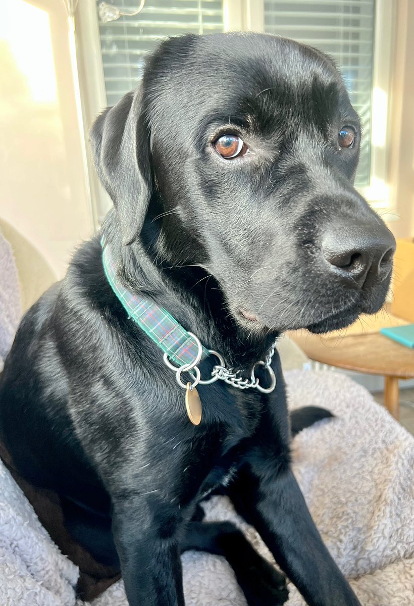 dogie_the's tweet photo. Dis seat taken? Definabley rooms for little Logie, move up Hoomum #dogsonsofas #notsolittlelogie #moveoverlogieneedsmoreroom https://t.co/d5xw4Sn73T