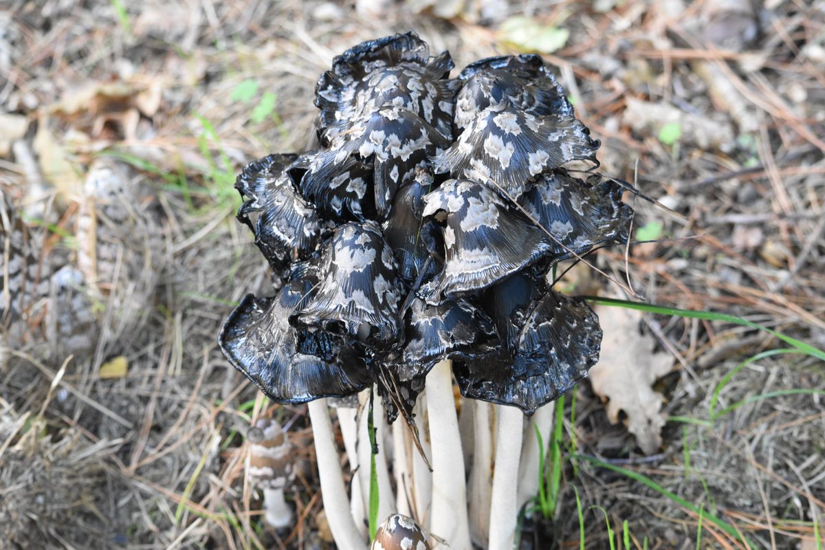 MountainHiker68's tweet photo. #Mushrooms #Inkcaps #Fungi #Walk #Nature https://t.co/RUSamLYeyP