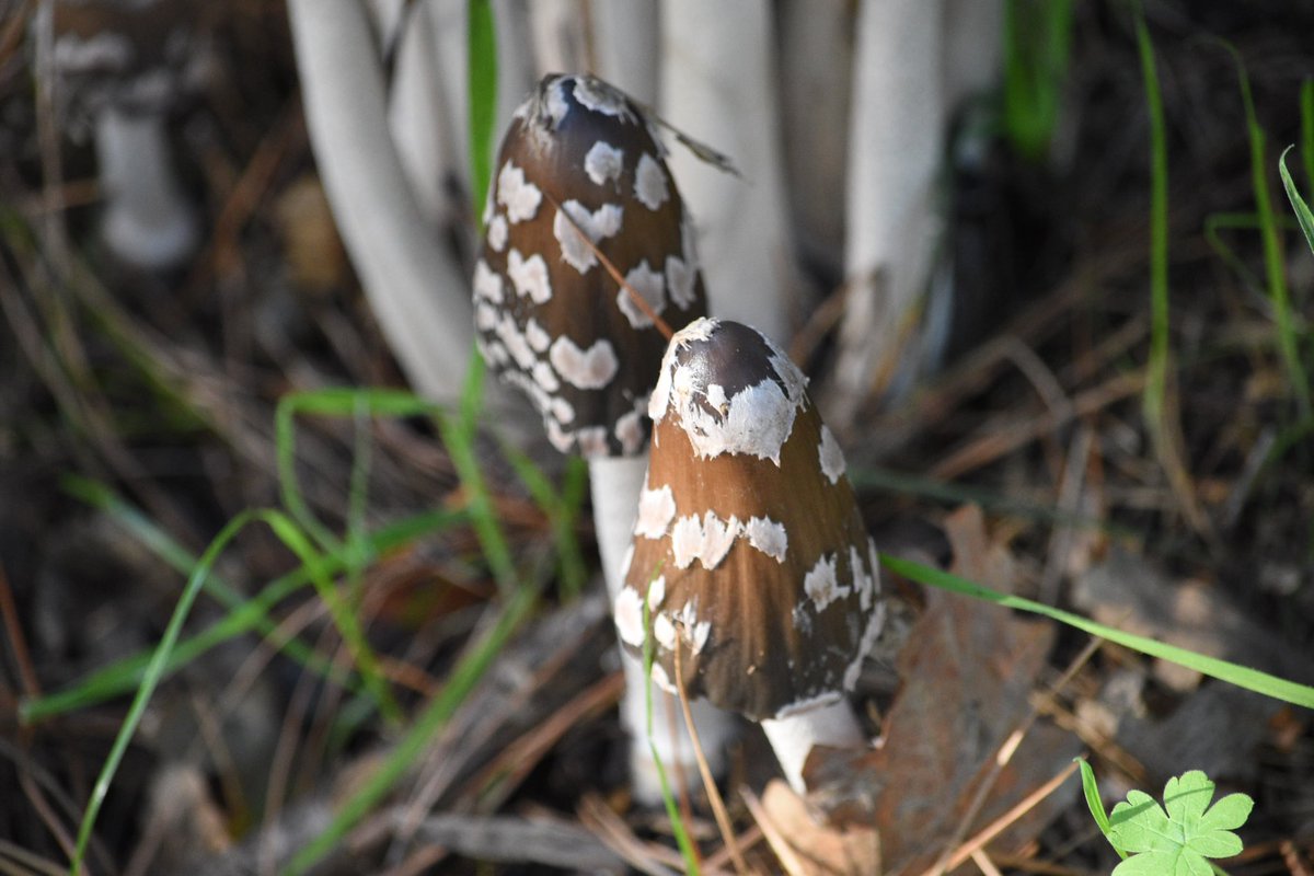 MountainHiker68's tweet photo. #Mushrooms #Inkcaps #Fungi #Walk #Nature https://t.co/RUSamLYeyP
