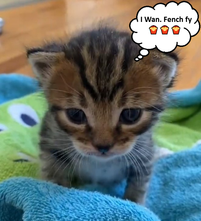 LiterallyMeCats (@literallymecats) on Twitter photo 