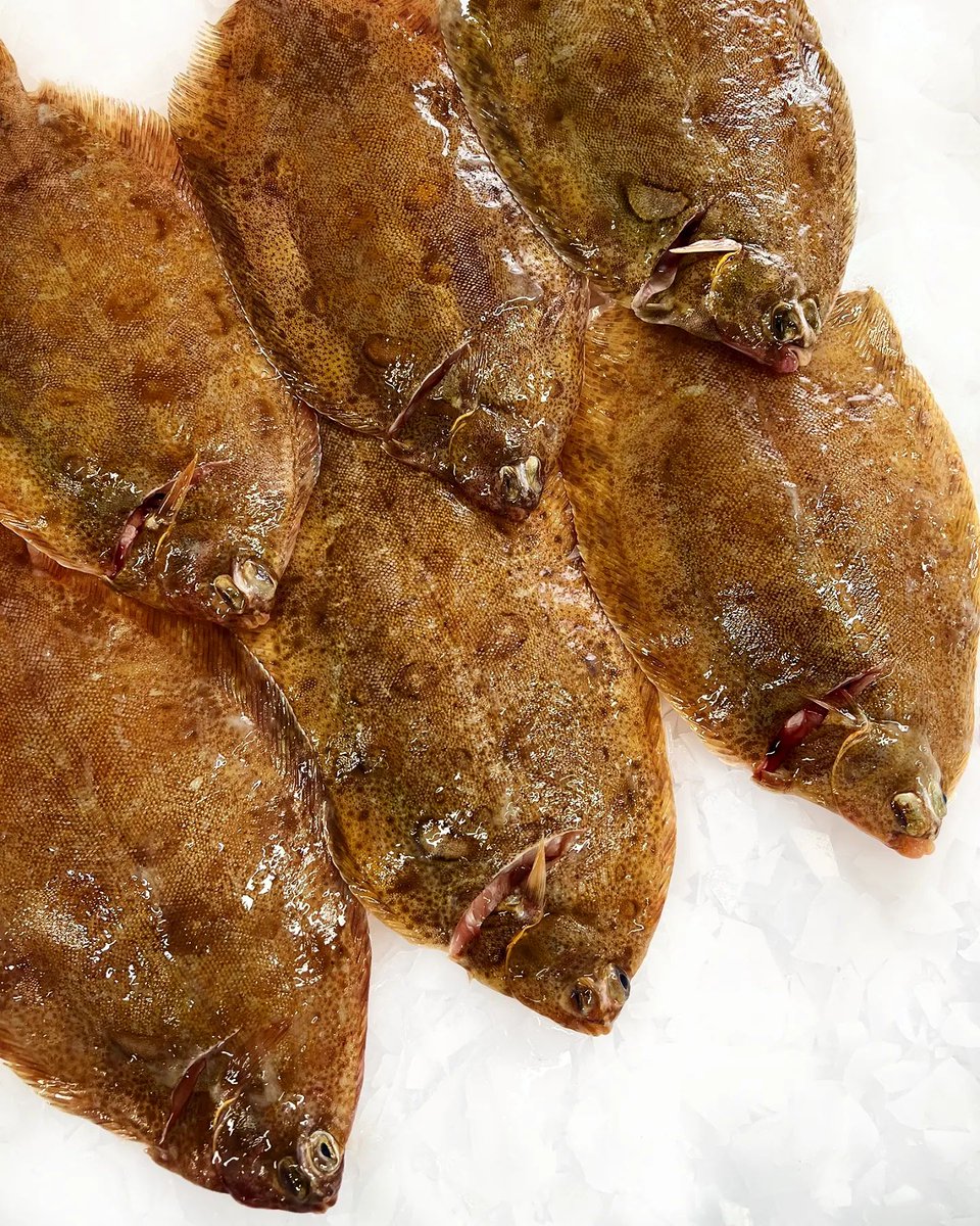 Day Boat Lemon Sole looking on fire in numbers against the ice today 🔥 ... all as beautiful as the next!