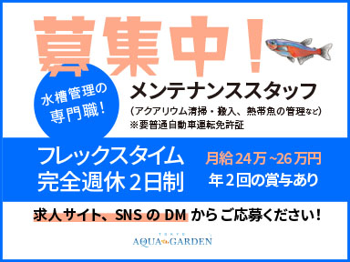 22年 今人気のメダカはコレだ メダカ人気ランキングtop10 トロピカ