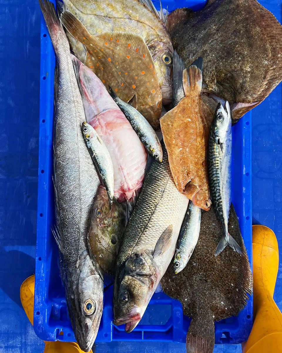 Our coastline is home to some exceptional market fish 🔥 ... and today's lineup is off the scale! #thatsgoingstraightinmybasket