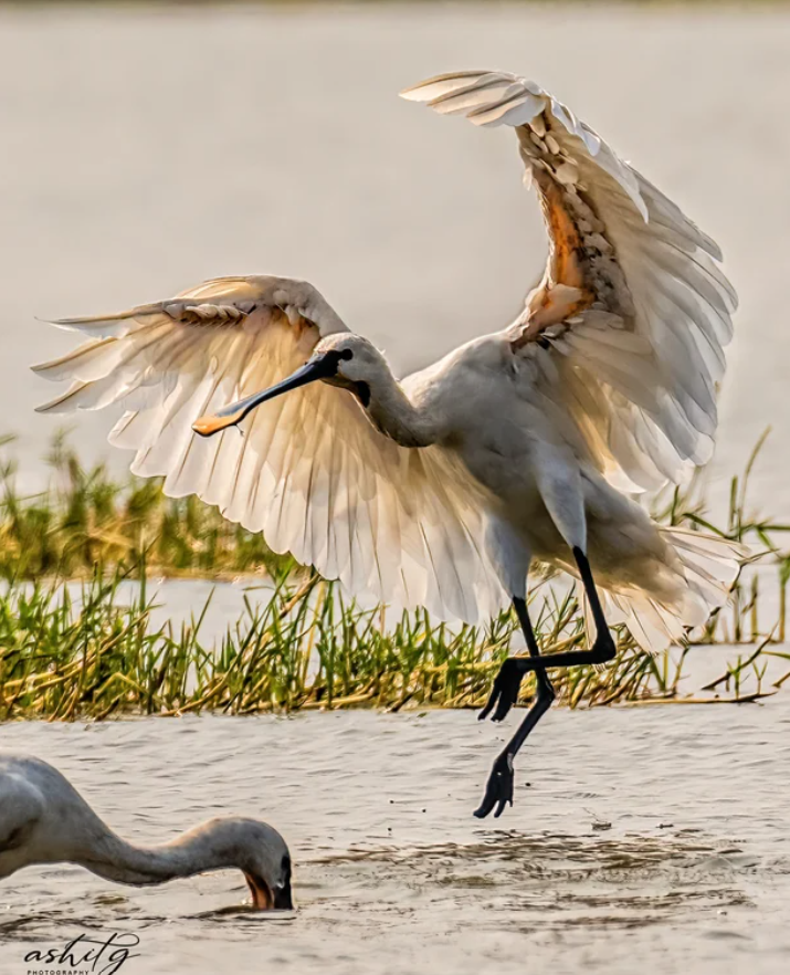 Did you know that the Eurasian Spoonbill is mostly silent? This Eurasian Spoonbill was spotted and magnificently captured by Ashit Gandhi in India. To view more beautiful birding images sign up for free on the Wild Bird Revolution platform - wildbirdrevolution.org. #wildbirds