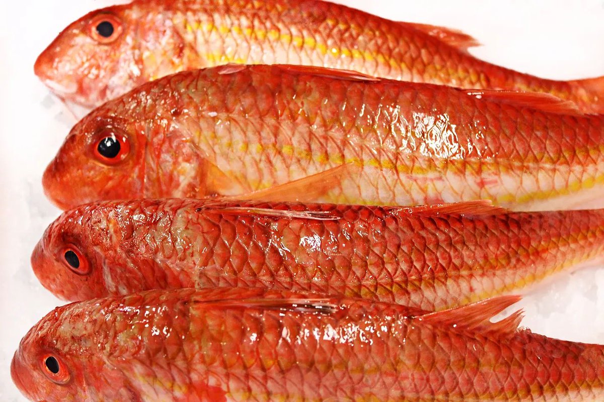 Brixham Red Mullet 🔥 ... an all-time favourite!

We are landing these handsome little creatures in abundance right now, and although they are small in size, they are definitely big on flavour 🙌