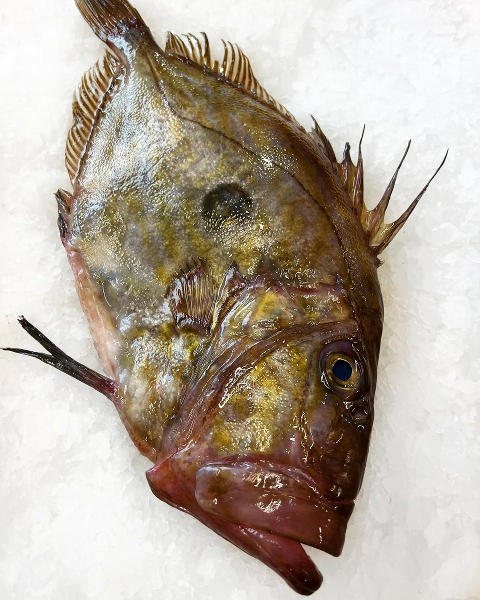 Today's St Pierre isn't just glossy and golden... but it's so big and beautiful that we can barely fit the beast in the photo 🔥