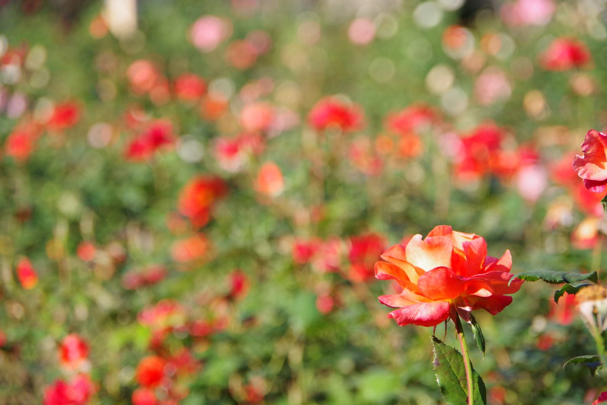 ChuoSCPR's tweet photo. 皆さんが撮影した写真の一つひとつが芸術作品という意味を込めたハッシュタグ #YonoArts を付けて、#さいたま市中央区 内の景色をぜひ投稿してください！

#さいたま市中央区役所
#紅葉 
#秋の景色 https://t.co/J9CENfZIim