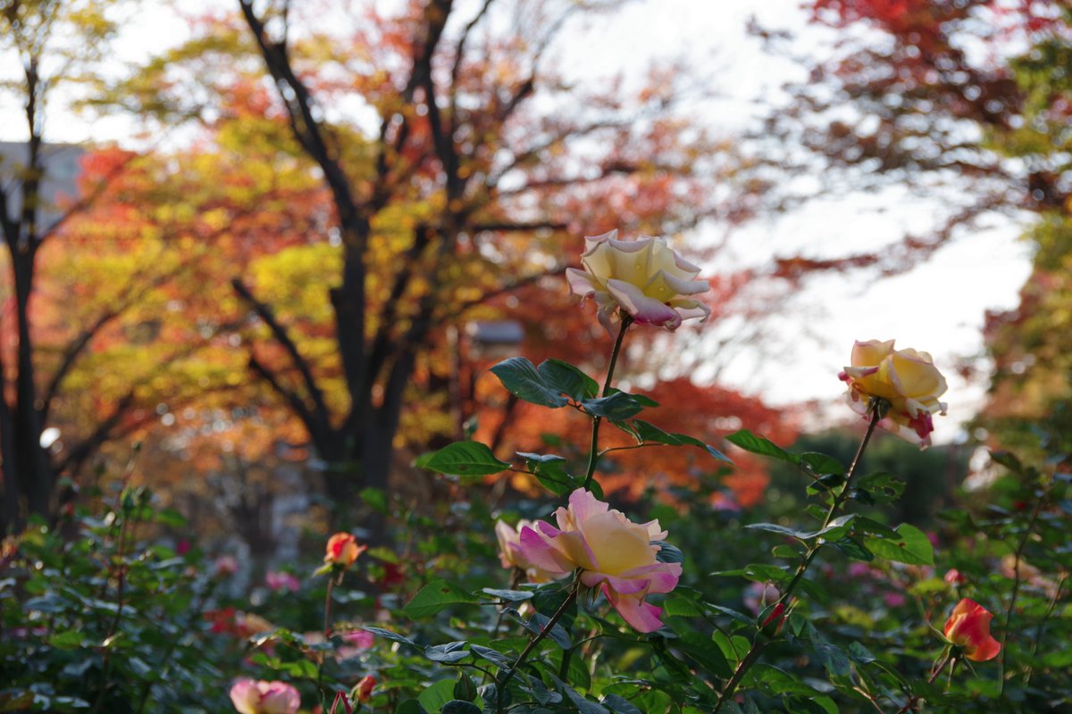 ChuoSCPR's tweet photo. 皆さんが撮影した写真の一つひとつが芸術作品という意味を込めたハッシュタグ #YonoArts を付けて、#さいたま市中央区 内の景色をぜひ投稿してください！

#さいたま市中央区役所
#紅葉 
#秋の景色 https://t.co/J9CENfZIim