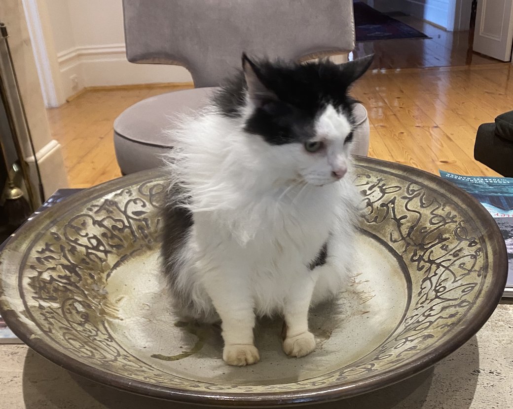 Trivia time while I decide what to write, revise or salvage next -- cat-in-a-pot