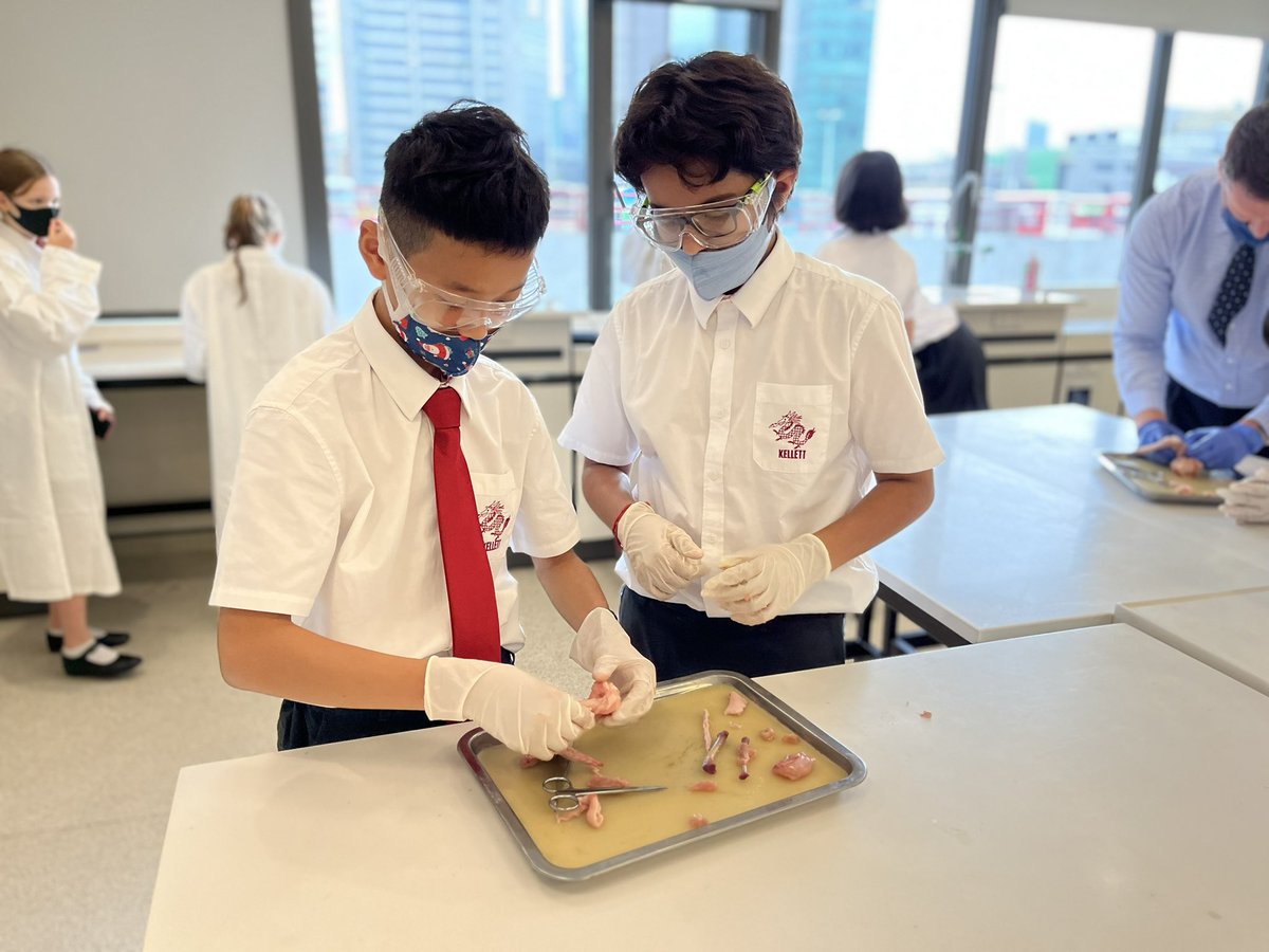 KellettScience's tweet photo. Year 7 Dissecting Chicken Wings. Learning how muscles, tendons, ligaments and bones are connected and understanding their structure #anatomy #biology #KS3Science #handson #practical #practicalskills #futuresurgeons https://t.co/0BCIIj6q6h